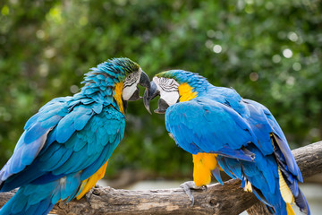 ルリコンゴウインコ　求愛行動