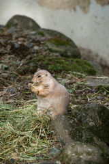 プレーリードッグ