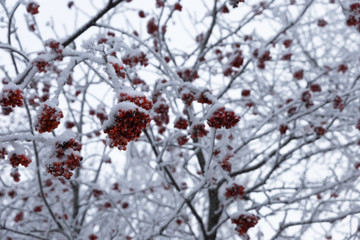 Rowan branches with red berries are shrouded in fluffy hoarfrost on a frosty day.