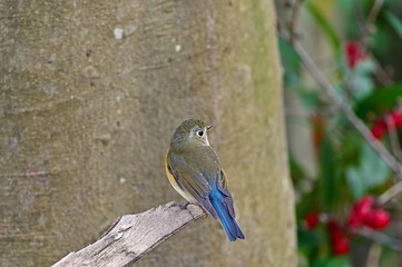 見返りポーズが可愛いルリビタキメス