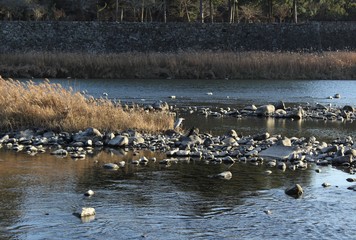 A heron on a rock in the Kuma River which flows by a historic castle site in Japan