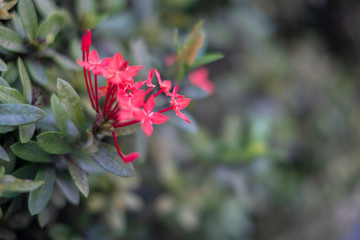 close up bouquet of red spike flower or red ixora flower with green leaves.