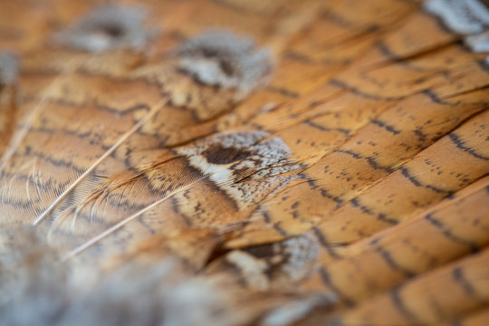 Tail feathers of a ruffed grouse