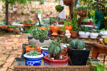 Fototapeta na wymiar Succulent Cactus Plant In Garden. Small cactus in the flower pots on shelf furniture at the market street.