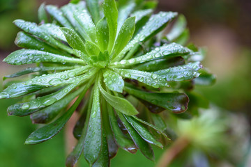 Succulent Cactus Plant In Garden.Aeonium arboreum.