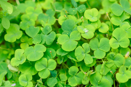 Green background with three-leaved shamrocks. St. Patrick's day holiday symbol. 