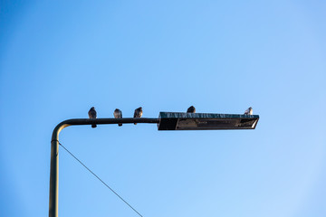 Pigeons on street lamp