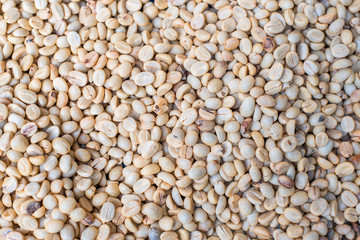 Fresh coffee bean.