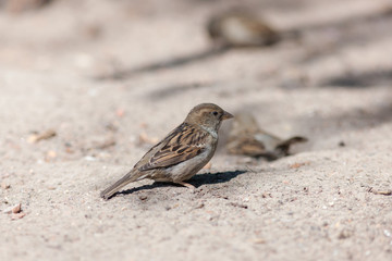 Portrait of a sparrow