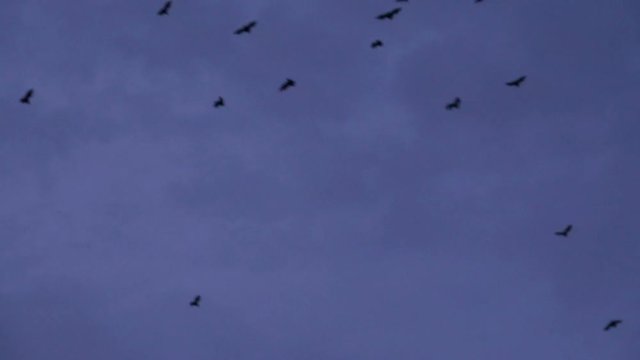 Fruit Bats (Order: Chiroptera, Suborder: Megachiroptera) leave a mangrove swamp and fly at dusk across a dark blue and cloudy sky.