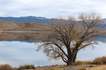 A tree by Topaz Lake on the Nevada California border, USA