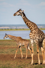Giraffe in Lake Manyara Tanzania safari