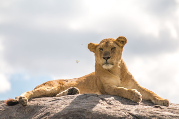 Obraz na płótnie Canvas Lion on the rock in Serengeti African safari 