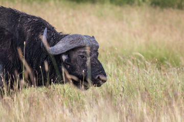 Buffalo in Serengeti African safari 