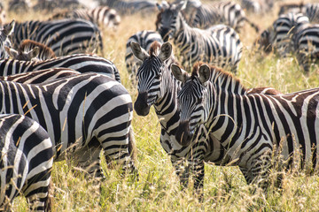 Fototapeta na wymiar a group of zebra in Serengeti African safari 