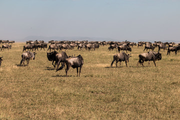 Fototapeta na wymiar a group of gnu in Serengeti African safari 