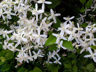 Clematis armandii