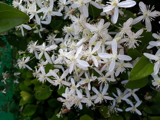 Clematis armandii