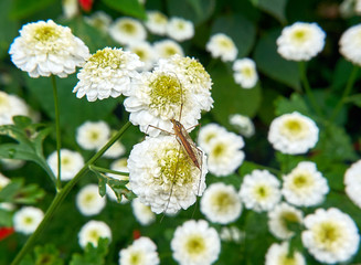 Insect on a white flower