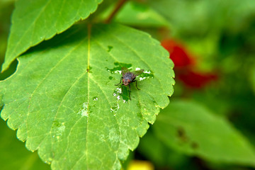 A fly on a green tree leaf