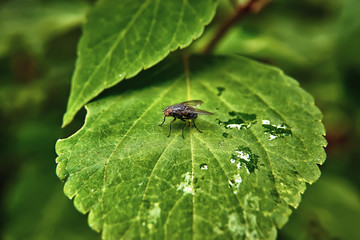 A fly on a green tree leaf