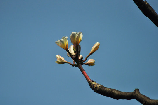 branch of a tree
