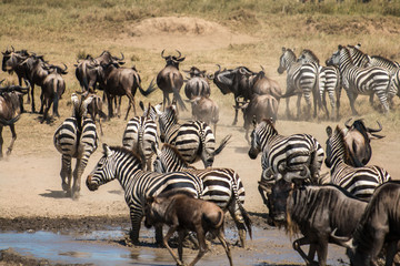 Fototapeta na wymiar Zebra and Gnu in Serengeti African safari 