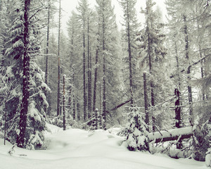 Extreme terrain. Forest in winter.