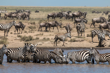 Obraz na płótnie Canvas Zebra and Gnu in Serengeti African safari 