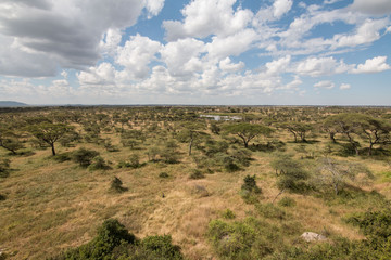 green field in Serengeti African safari 