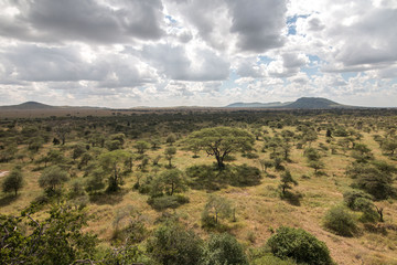 Fototapeta na wymiar green field in Serengeti African safari 