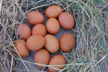 Chicken eggs in nest of straw on old wooden background.