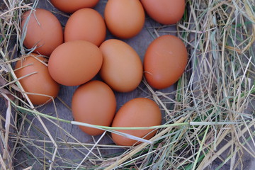 Chicken eggs in nest of straw on old wooden background.