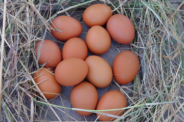 Chicken eggs in nest of straw on old wooden background.