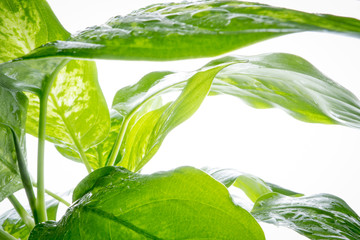 Green leaves on white. Decorative green plant with wet leaves. Green leaves with raindrops.