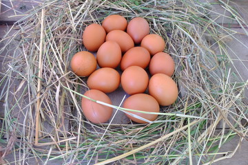 Chicken eggs in nest of straw on old wooden background.