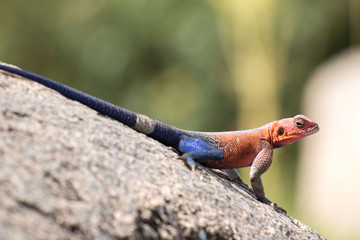 Agama mwanzae in Serengeti African safari 