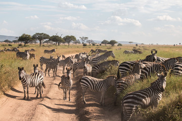 Fototapeta na wymiar a herd of zebra in Serengeti African safari 