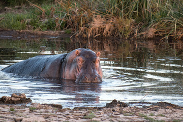 Fototapeta na wymiar Hippo in Serengeti African safari 