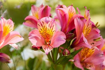 Fototapeta na wymiar Bouquet of pink lilies on a green background