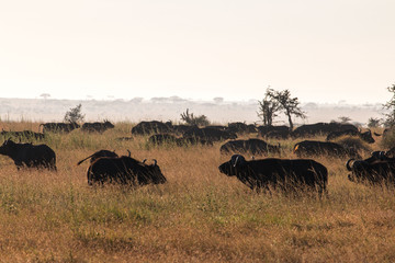Fototapeta premium Buffalo in Serengeti Tanzania