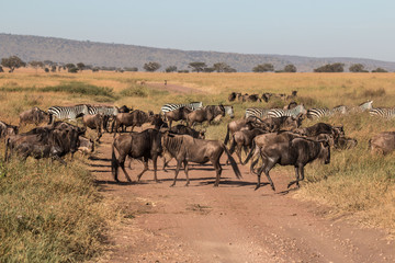 Naklejka na ściany i meble a herd of Gnu in Serengeti 