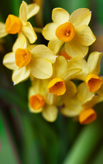 Obraz premium Closeup of bunch-flowered yellow narcissus flowers