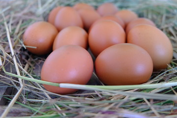 Chicken eggs in nest of straw on old wooden background.