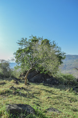 tree in the mountain