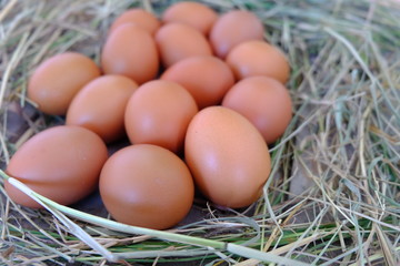Chicken eggs in nest of straw on old wooden background.