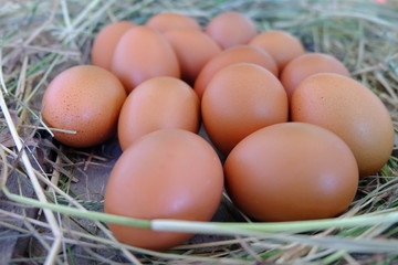 Chicken eggs in nest of straw on old wooden background.