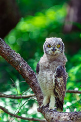 Spotted eagle owl sitting on a tree branch in Cape Town, South Africa