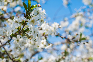 cherry blossom in spring