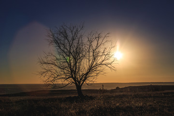 Lonely tree at sunset in autumn time